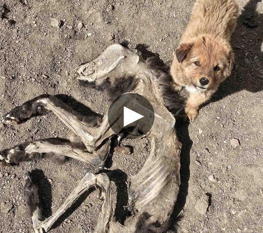 Unwavering Love: A Puppy’s Daily Battle to Protect its Nest, Unaware of its Mother’s Fate