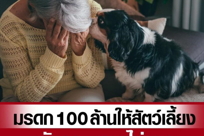 หญิงจีนทำพินัยกรรม มอบมรดก 100 ล้าน ให้สัตว์เลี้ยง หลังลูก-หลานไม่ดูแล