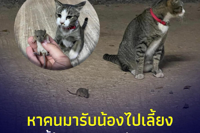 หนุ่มประกาศ ตามหาคนรับแมวจรไปเลี้ยง ชาวเน็ตแชร์สนั่น หลังเห็นคุณสมบัติ