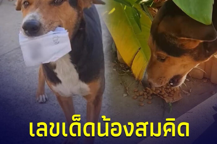 แห่ส่องเลขเด็ด “น้องสมคิด” สุนัขคาบใบหวยมาแลกอาหาร ลุ้นเข้าเป้างวดนี้