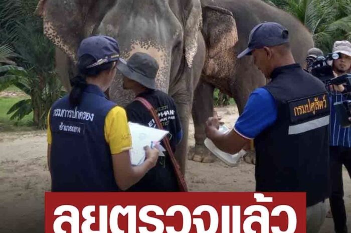 ภูเก็ต ลุยตรวจปางช้าง ฝรั่งคู่กรณีหมอ พบมีใบอนุญาต ไมโครชิพช้างถูกต้องทุกเชือก