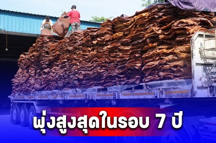 แรงไม่หยุด ยางพาราพุ่งสูงสุดในรอบ 7 ปี