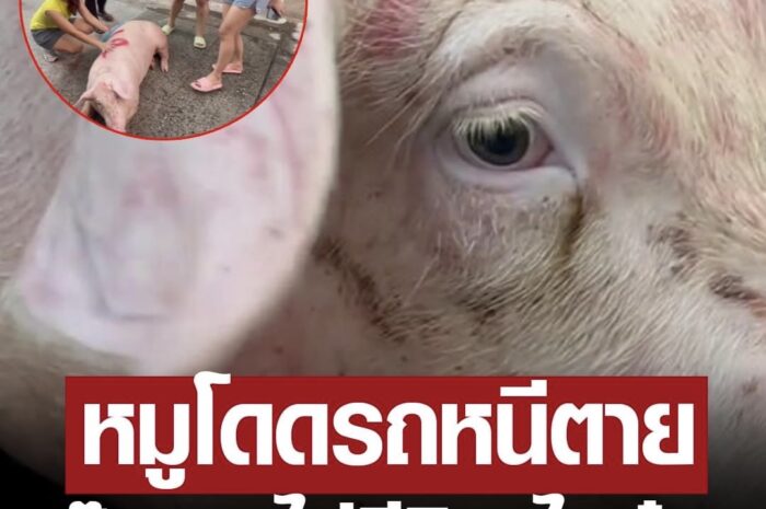 หมูโดดรถหนีตาย! แก๊งสาวควัก 8 พันไถ่ชีวิตตั้งชื่อ “เจ้าไคตุ๋น” ส่งบ้านใหม่ที่วัดสมานฯ