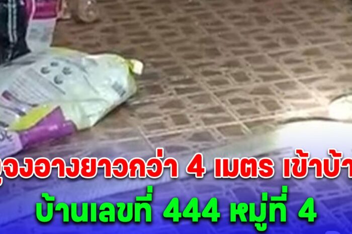 งูจงอางยาวกว่า 4 เมตร เข้าบ้านชายอายุ 44 ปี อยู่บ้านเลขที่ 444 หมู่ที่ 4