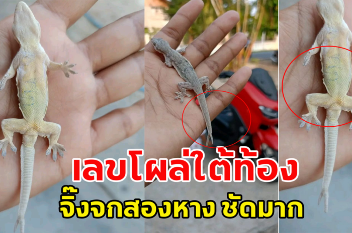 หนุ่มเจอจิ๊งจก 2 หาง จับหงายท้องดู เลขโผล่ชัดมาก ใครมาเขียนไว้