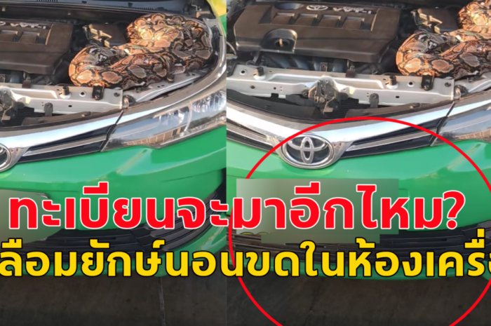 เหลือมยักษ์ นอนขดในห้องเครื่องรถยนต์