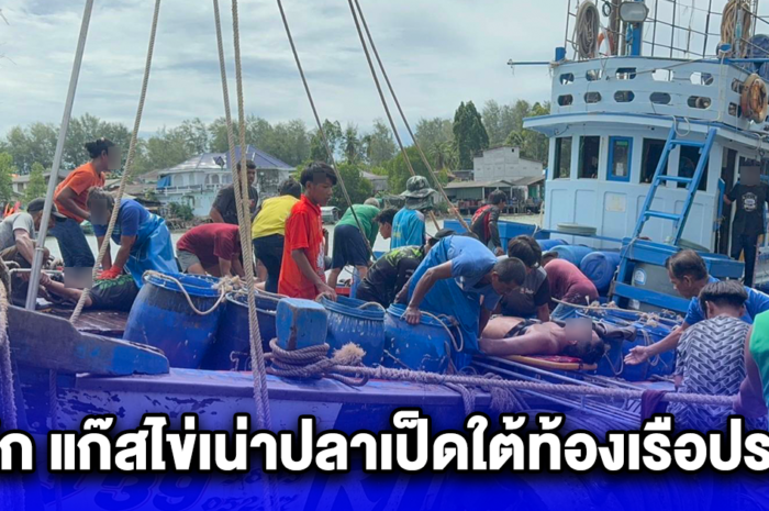 ระทึก แก๊สไข่เน่าปลาเป็ดใต้ท้องเรือประมง ลูกเรือประมงไทยและพม่าหมดสติ 11 ราย สาหัส 4 ราย