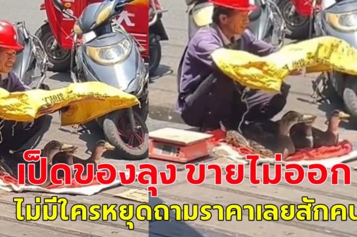 คุณลุง บังแดดให้เป็ด ขณะนั่งขายเป็ดที่ตลาด ท่ามกลางอากาศร้อนมาก (ตปท.)