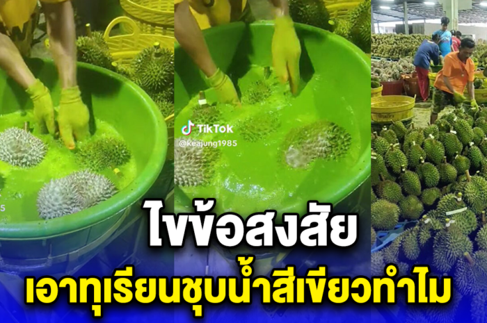 ไขข้อสงสัย เอาทุเรียนชุบน้ำสีเขียวทำไม