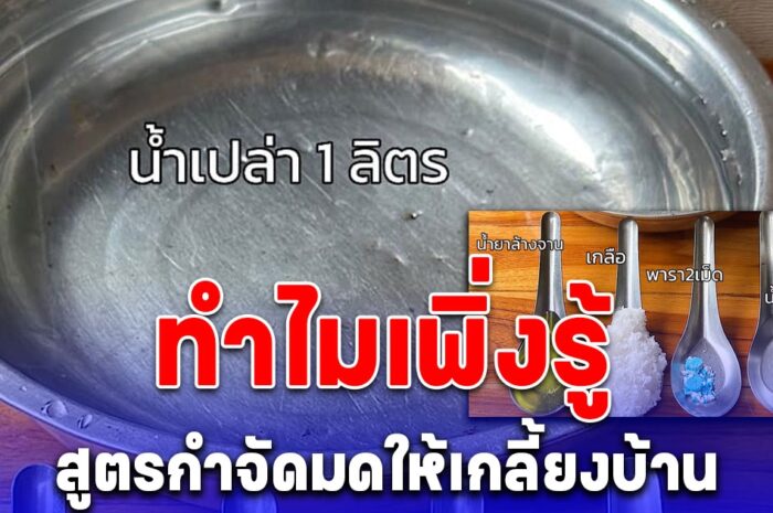 ทำไมเพิ่งรู้ สูตรกำจัดมดให้เกลี้ยงบ้าน ด้วยของใกล้ตัว 5 อย่าง