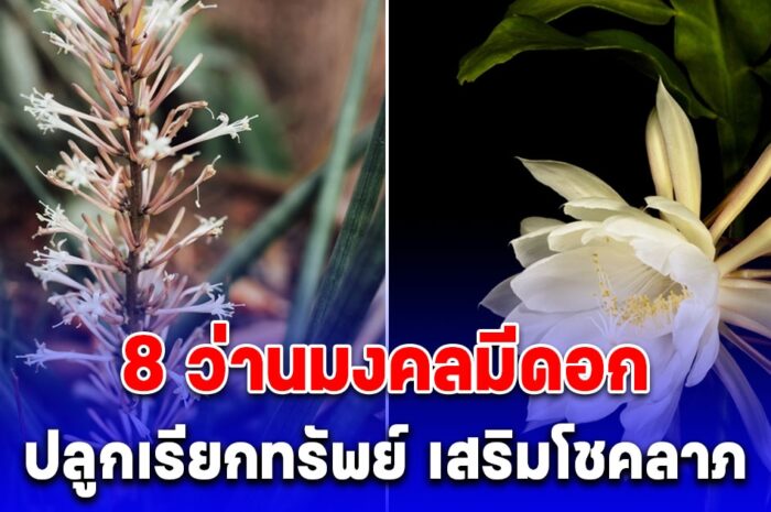 8 ว่านมงคลมีดอก เชื่อกันว่าปลูกเรียกทรัพย์ เสริมโชคลาภ