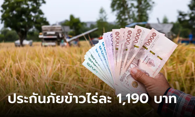 ธ.ก.ส. ประกันภัยข้าวนาปีการผลิต 67 ไร่ละ 1,190 บาท