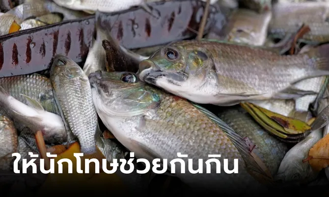 ราชทัณฑ์สั่งใช้ “ปลาหมอคางดำ” ทำอาหารเลี้ยงนักโทษทุกเรือนจำ ช่วยกิน-ช่วยจับด้วย