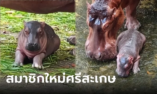 ลูกฮิปโปโปเตมัส สมาชิกใหม่ สวนสมเด็จพระศรีนครินทร์ศรีสะเกษ